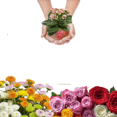 flower,rose,hands - Free PNG
