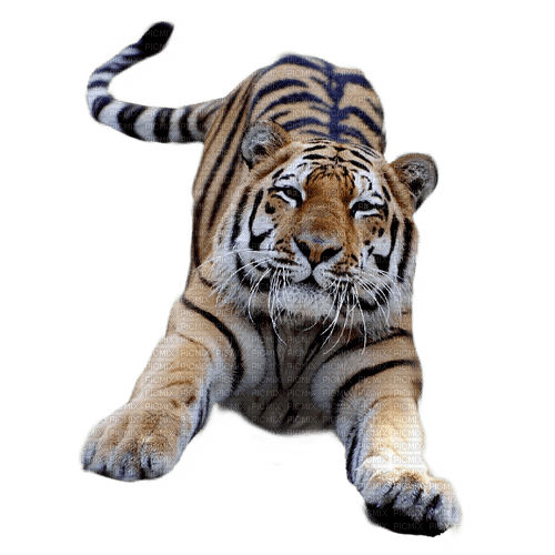 tigre - ilmainen png