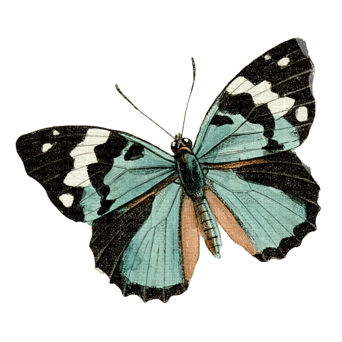 blue butterfly Bb2 - ingyenes png