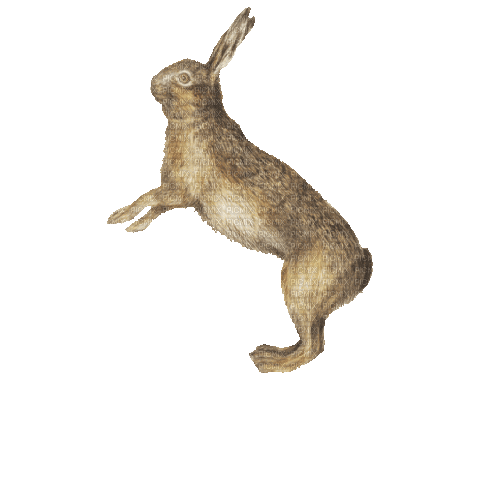 rabbit animated jumping - Free animated GIF