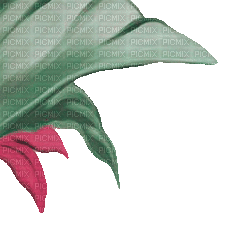 soave deco tropical summer leaves palm corner - GIF animate gratis