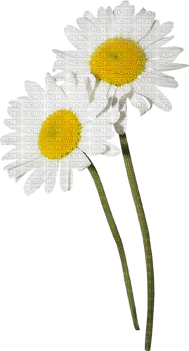 daisy - ücretsiz png