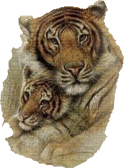 tigres - png gratis