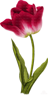 Flowers pink bp - Free PNG
