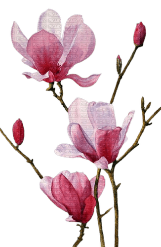 magnolia - Free PNG