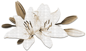 soave deco branch flowers spring lilies sepia - PNG gratuit