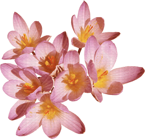 Fleurs.Flowers.Pink.Spring.Victoriabea - PNG gratuit
