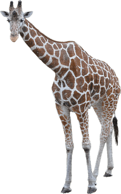 kirahvi, giraffe - png ฟรี