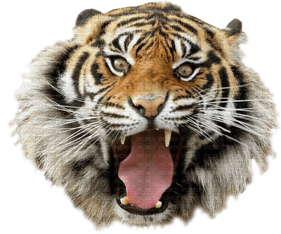 Tiger - ücretsiz png