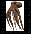 squid - Zdarma animovaný GIF