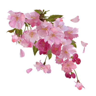 cherry blossom branch cerise branche - png ฟรี