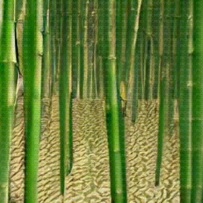 Bamboo Forest Background - ingyenes png
