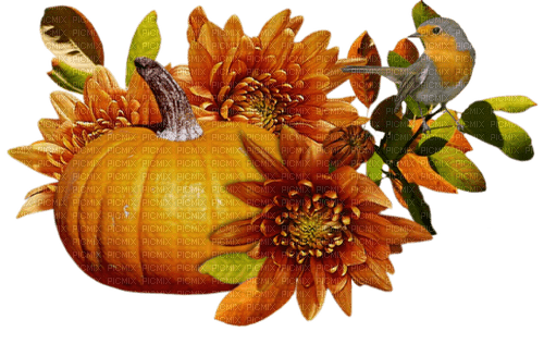 Herbst Kürbis - nemokama png