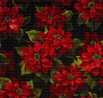 background-bg-röd-red-flowers-blommor - PNG gratuit