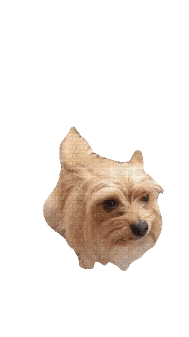 Yorkshire Terrier Dog - Безплатен анимиран GIF