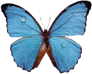 gala butterfly - Ilmainen animoitu GIF
