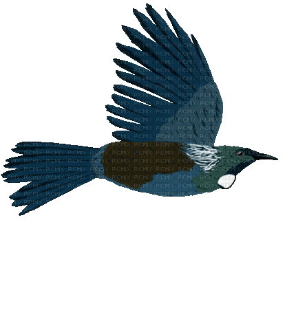 birds - Nemokamas animacinis gif