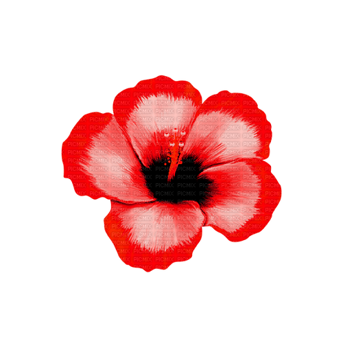 Tropical.Flower.Red - zdarma png