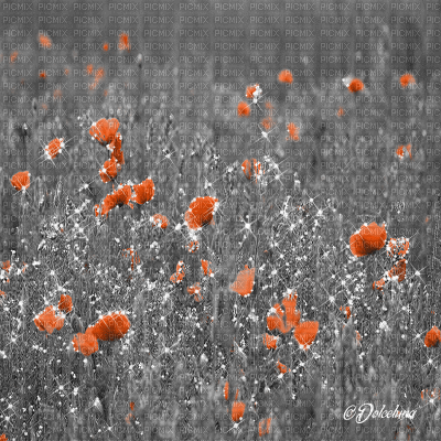 dolceluna poppy poppies field animated background - Gratis animerad GIF