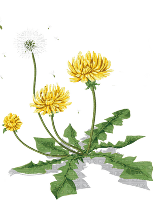 Kaz_Creations Deco Flowers Dandelion Flower - фрее пнг