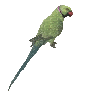 parrot katrin - Gratis animeret GIF