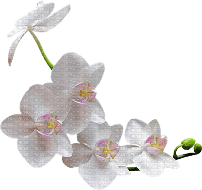 orchids white bp - nemokama png