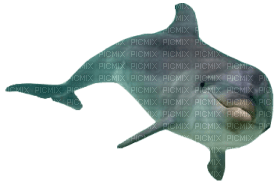 Kaz_Creations Dolphin - δωρεάν png