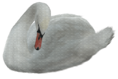 swan - kostenlos png