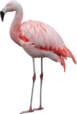 tube oiseau - png grátis