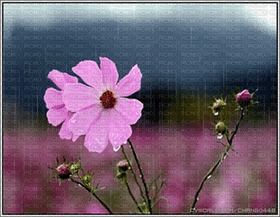 flower rain -NitsaPap - Gratis animeret GIF