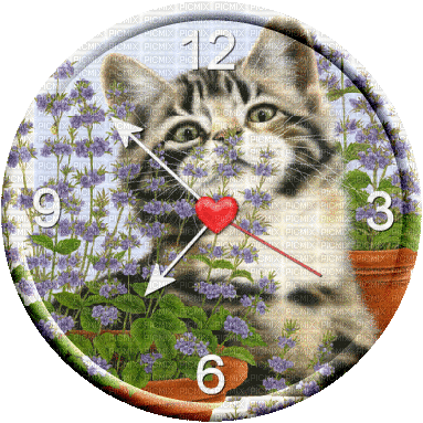 cat chat katze montre animal deco clock uhr regarder  gif  anime animated animation      tube - 無料のアニメーション GIF