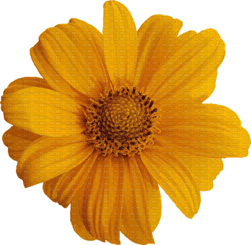 Kaz_Creations 🌸 Flower-Fleur - bezmaksas png
