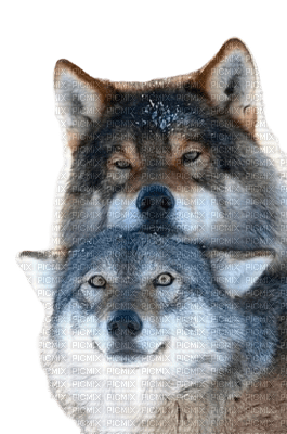wolf wölfe winter hiver loup wolves loups  animal   tier  animals   tube - фрее пнг