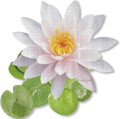 flor de loto - kostenlos png