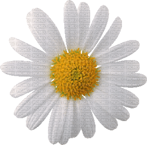 цветок ромашка - GIF animé gratuit