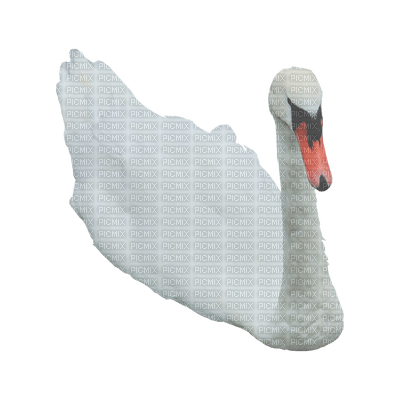 Kaz_Creations Swans Swan Birds - zdarma png