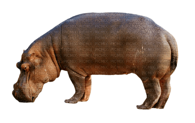 virtahepo, hippopotamus - darmowe png