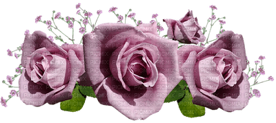 ruusu, rose, kukka, flower, fleur - ücretsiz png
