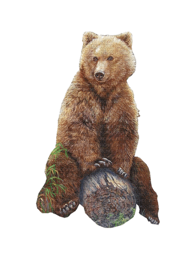 dolceluna bear brown spring - Free PNG