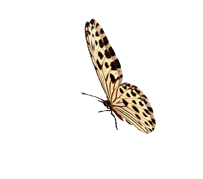patymirabelle papillon - GIF เคลื่อนไหวฟรี