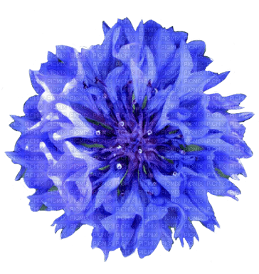 blume flower - ücretsiz png