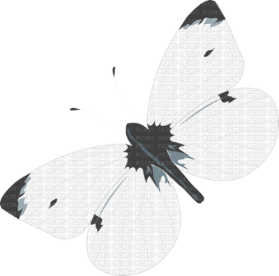 Butterfly- pages -2 - zdarma png