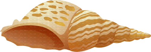 seashell Bb2 - PNG gratuit