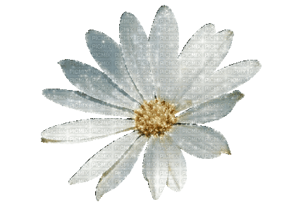 fleur grise.Cheyenne63 - Free animated GIF