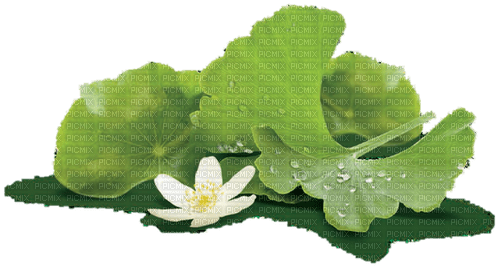 Leaves and Flower - PNG gratuit