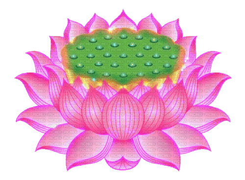 Lotus - Zdarma animovaný GIF
