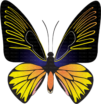 Schmetterling - bezmaksas png