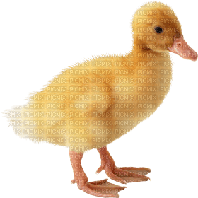 Kaz_Creations Duck - безплатен png