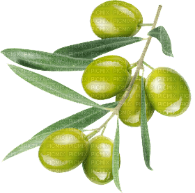 Olive Branch - png gratuito