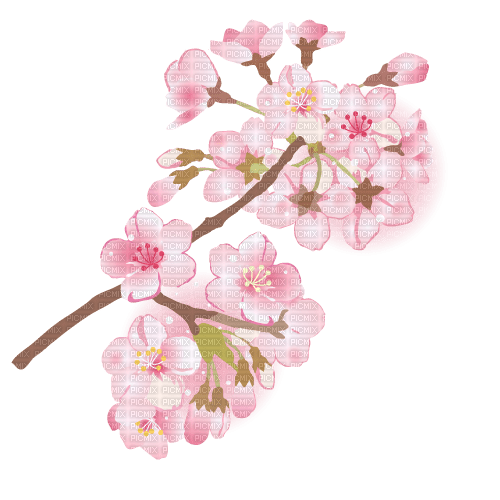 Branch pink flowers cherry blossom - PNG gratuit